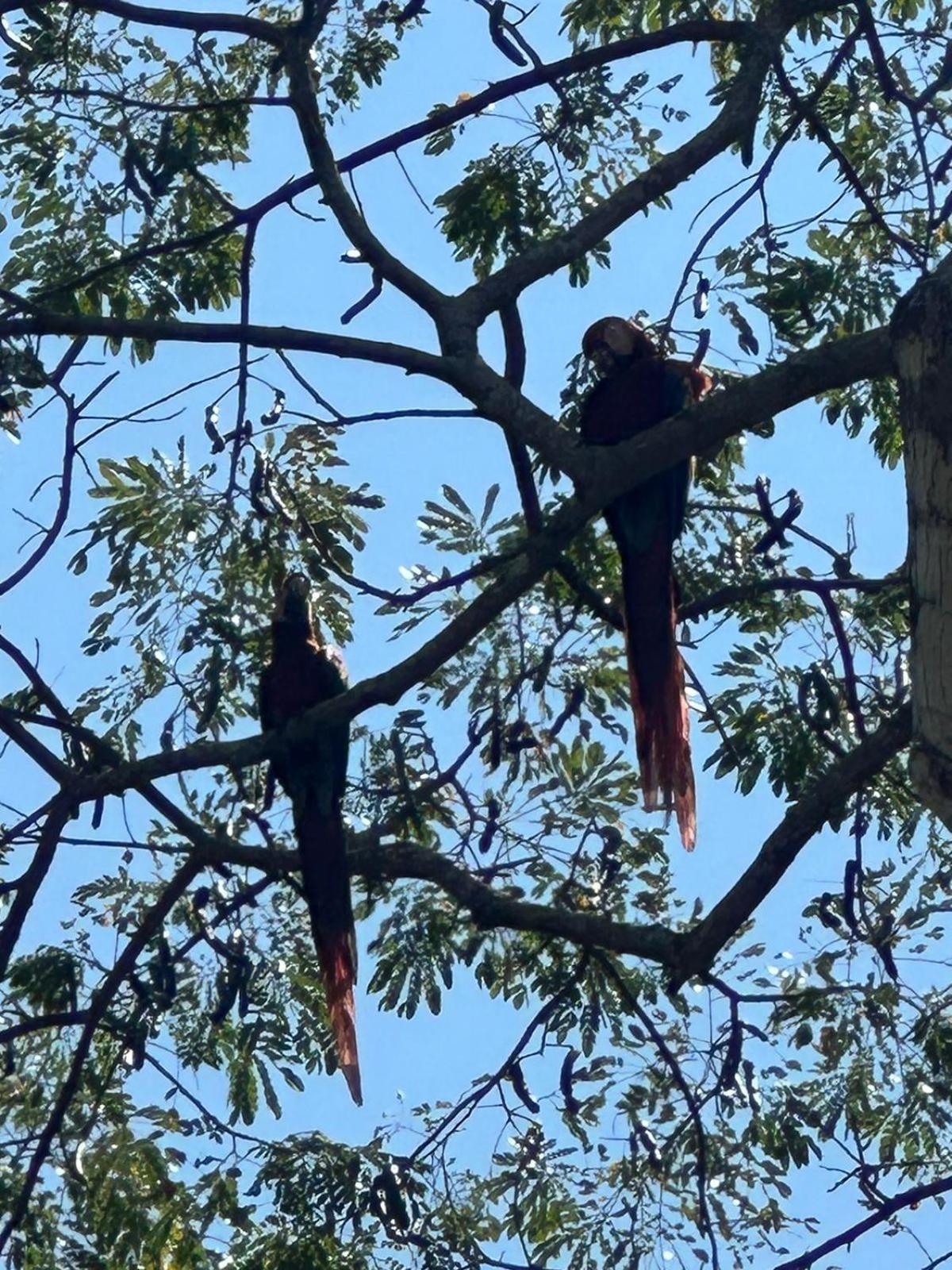Macaw Paradise Jacó Екстериор снимка