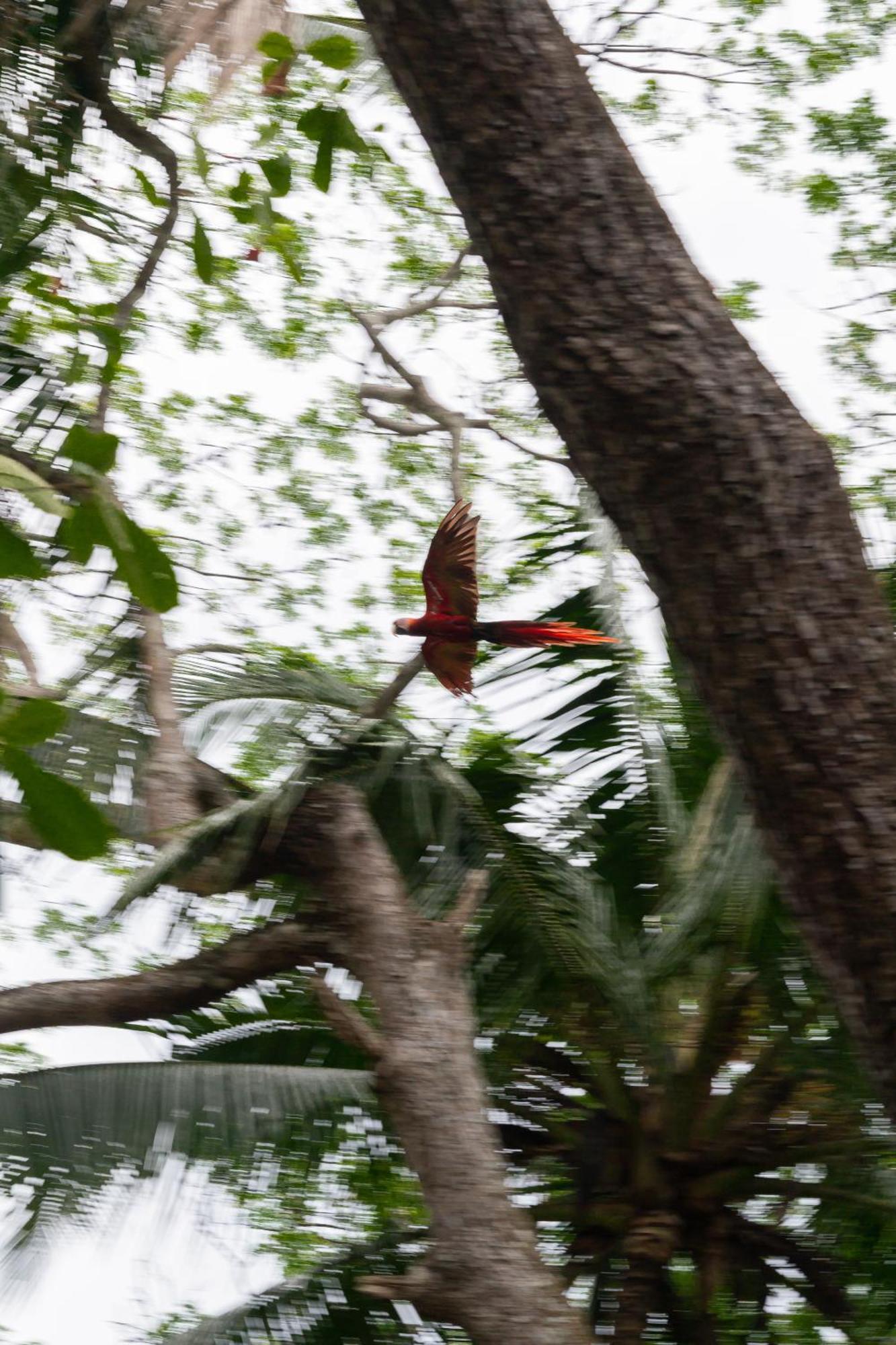 Macaw Paradise Jacó Екстериор снимка