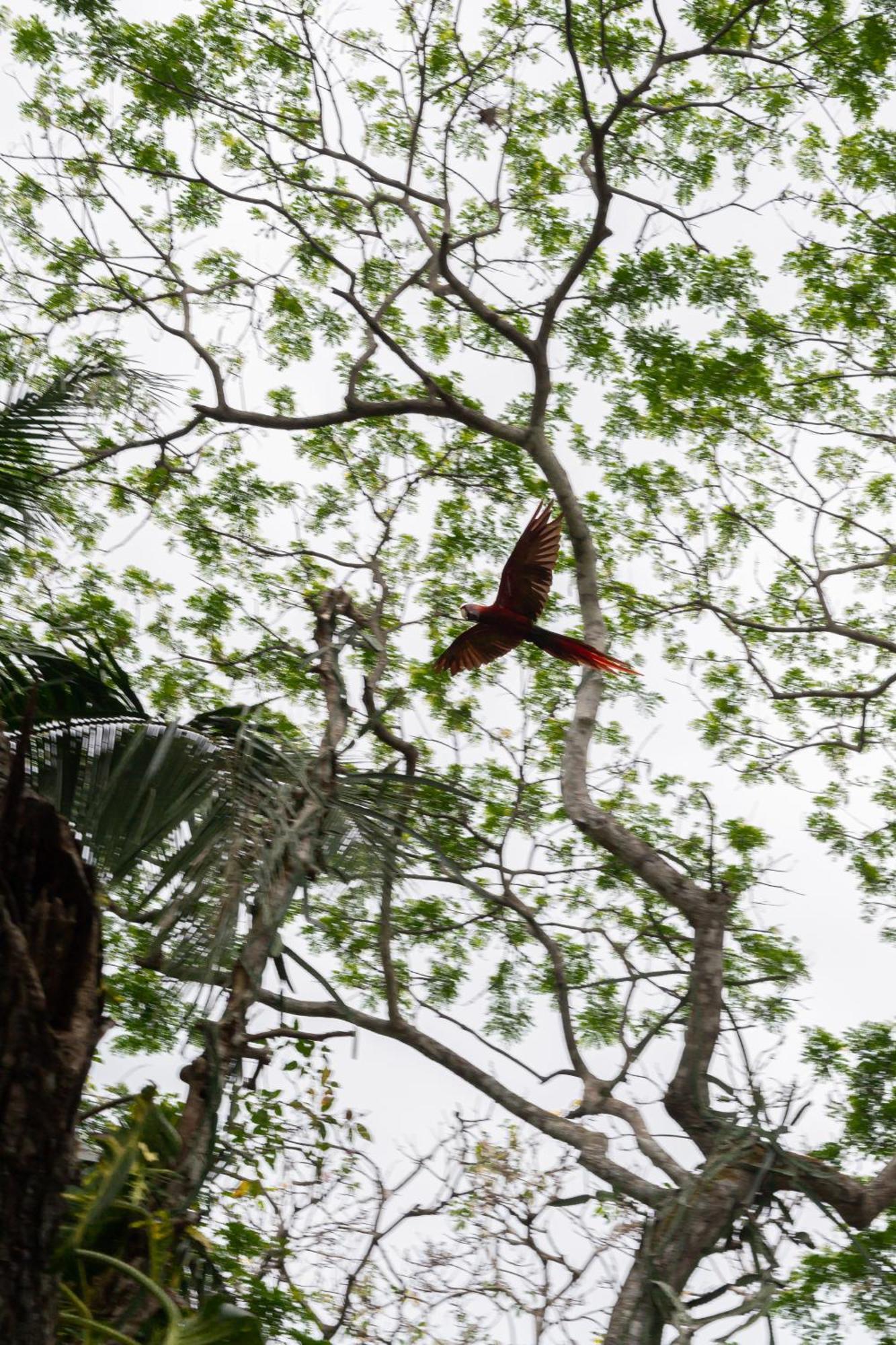 Macaw Paradise Jacó Екстериор снимка